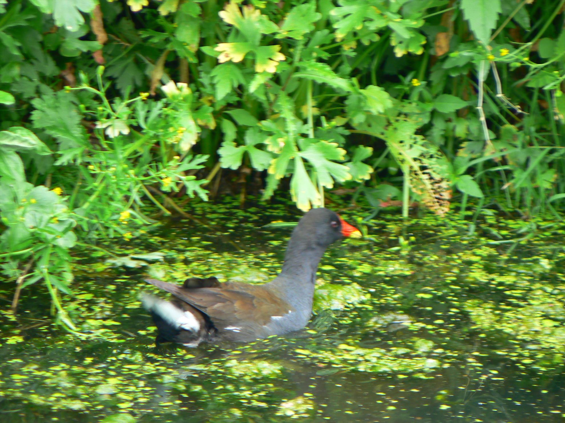Pasari salbatice - p1030360.JPG